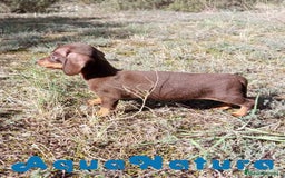 Teckel Miniatura perros en venta: Teckel Macho 3 de Lena AQUANATURA - Imagen 6