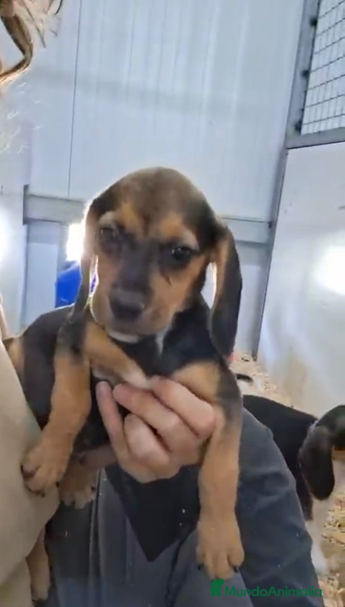 Beagle perros Beagles hembra - Anuncio 1