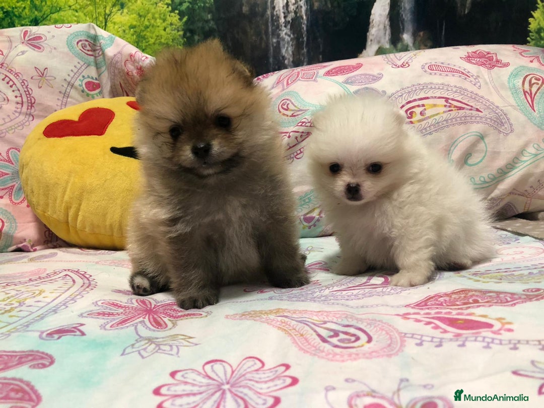 Pomerania perros en venta: Pomerania mini - Anuncio 1