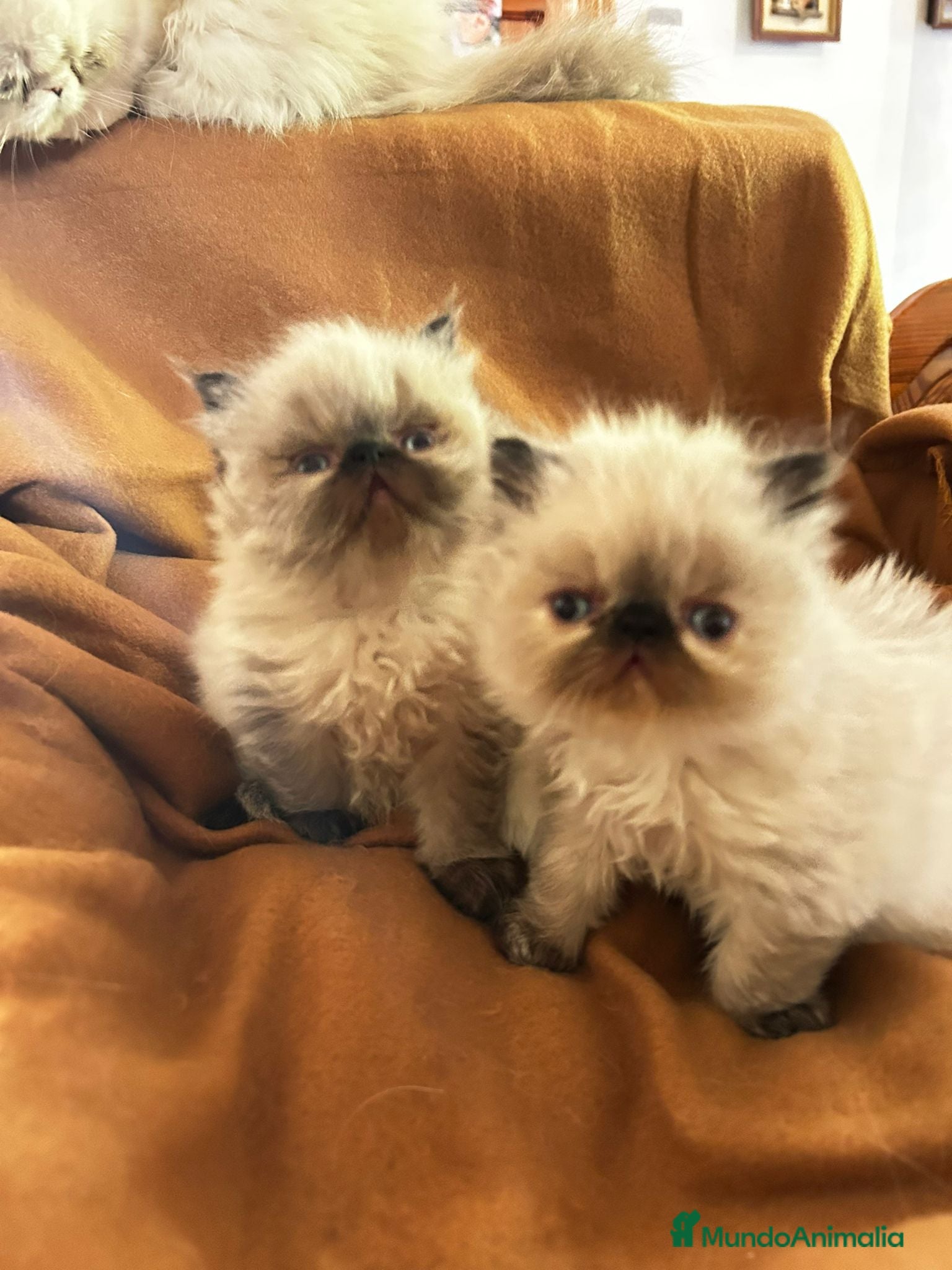 Persa gatos Persas himalayos [ PALMA DE MALLORCA ] - Anuncio 23