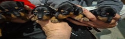 Pinscher Miniatura perros en venta: Pinscher miniatura  - Anuncio 4