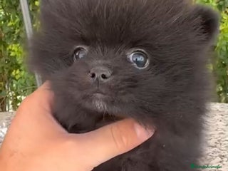 Pomerania perros - Anuncio 2