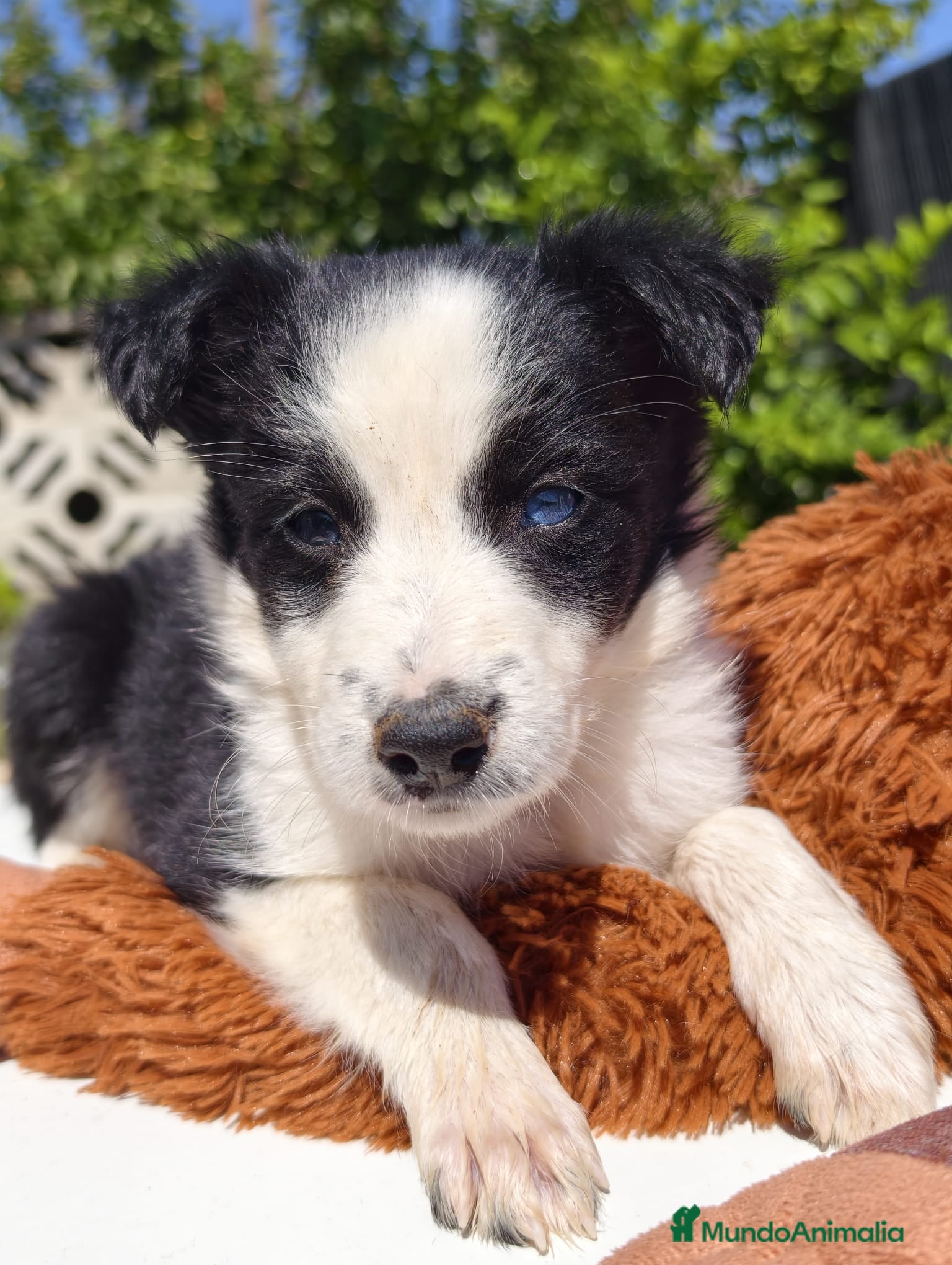 Border Collie perros Border collie bicolor  - Anuncio 1