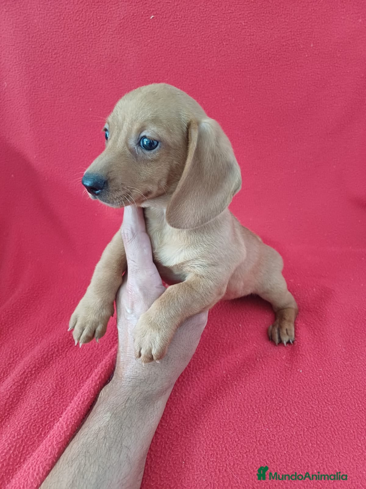 Teckel Miniatura perros Teckel Mini  - Anuncio 2