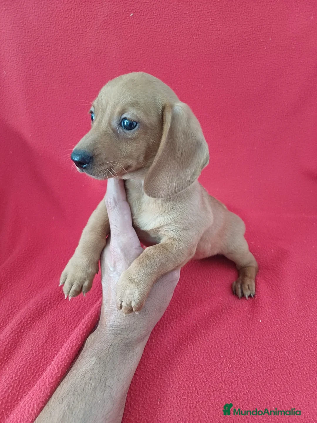 Teckel Miniatura perros en venta: Teckel Mini  - Anuncio 1