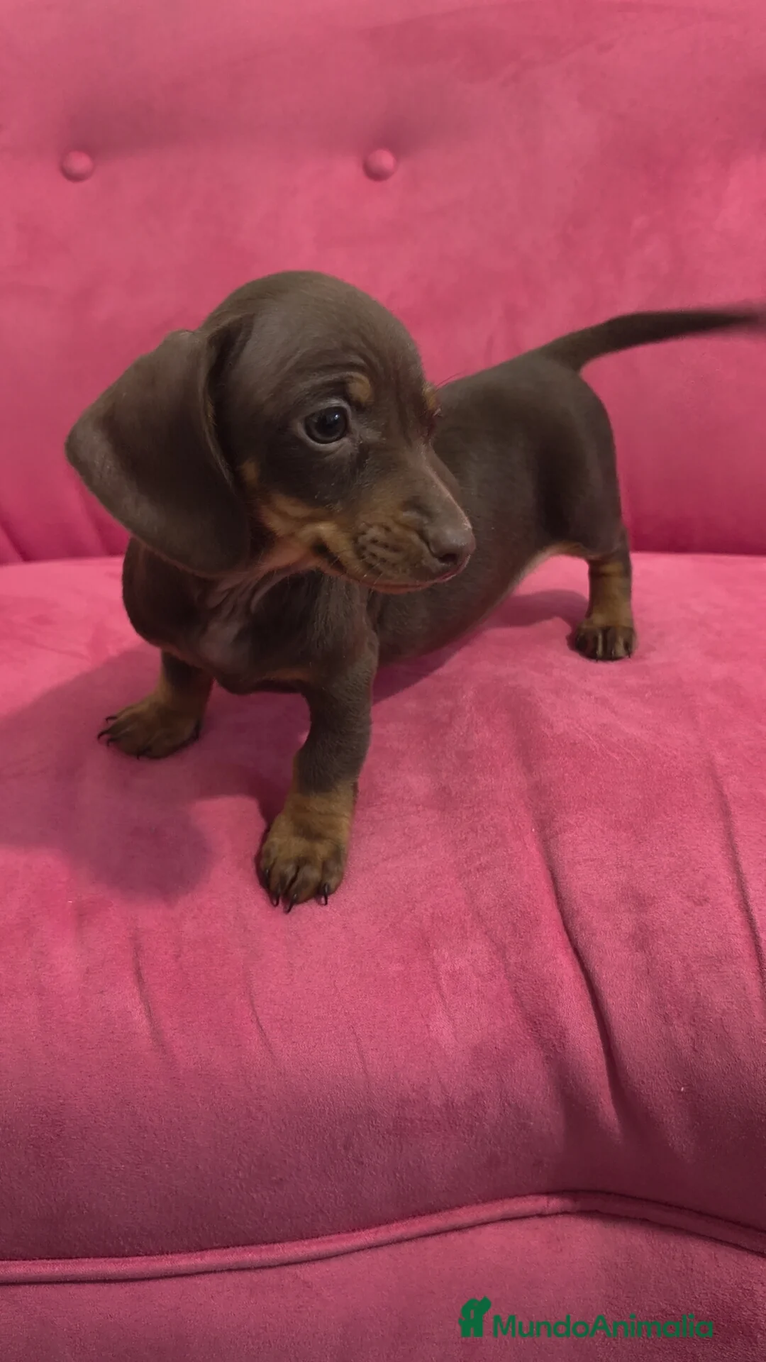 Teckel Miniatura perros en venta: Teckel kanichen chocolate hembra y macho  - Anuncio 2