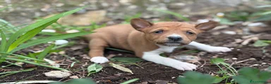 Basenji Hembra Roja
