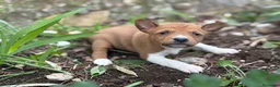 Basenji perros en venta: 🐾 BASENJI – UNA CAMADA MUY ESPECIAL🐾 - Anuncio 6