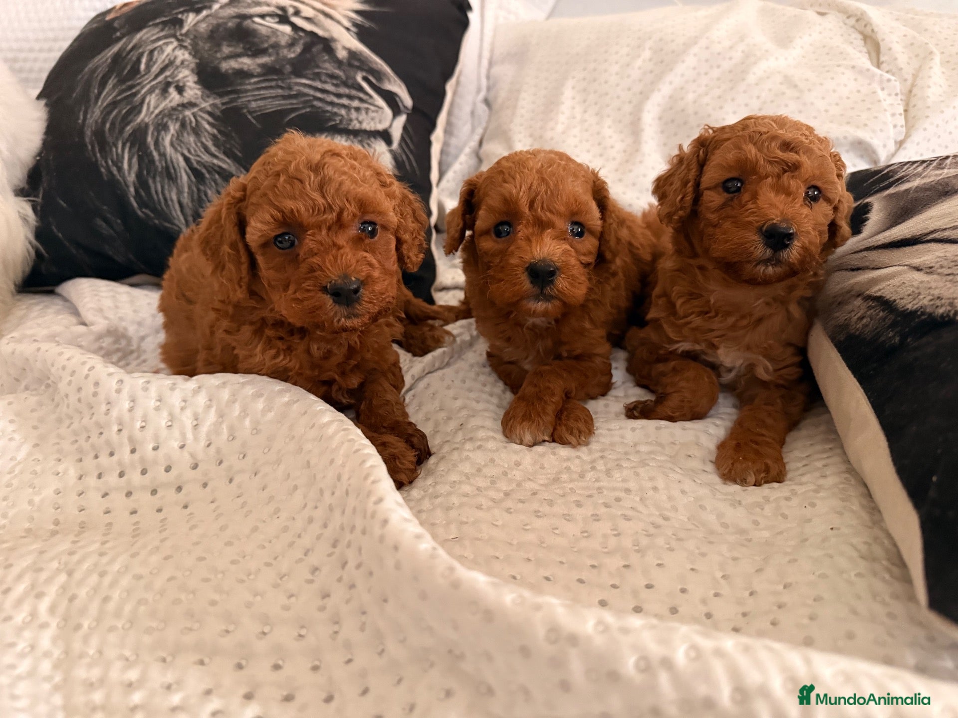 Caniche Toy perros Caniche Toy  - Anuncio 1