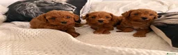 Caniche Toy perros en venta: Caniche Toy  - Anuncio 1
