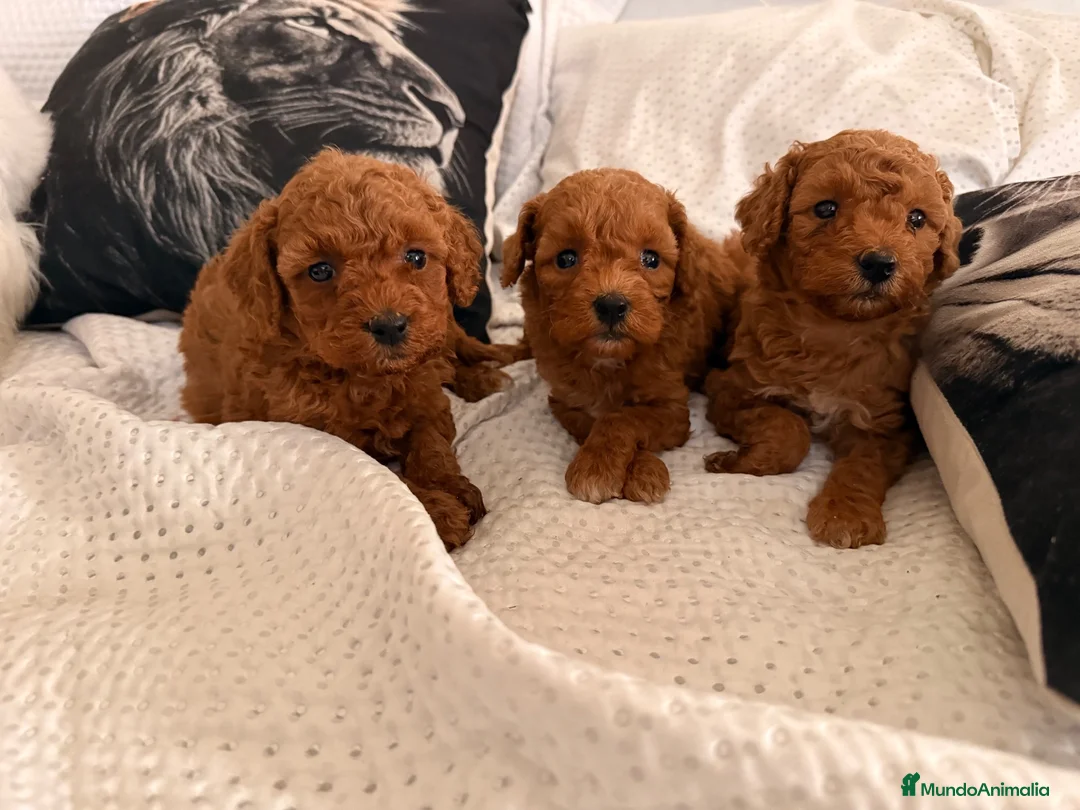 Caniche Toy perros en venta: Caniche Toy  - Anuncio 1