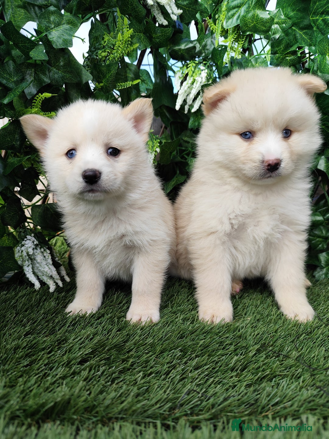 Pomsky perros en venta: Pomsky  - Anuncio 5