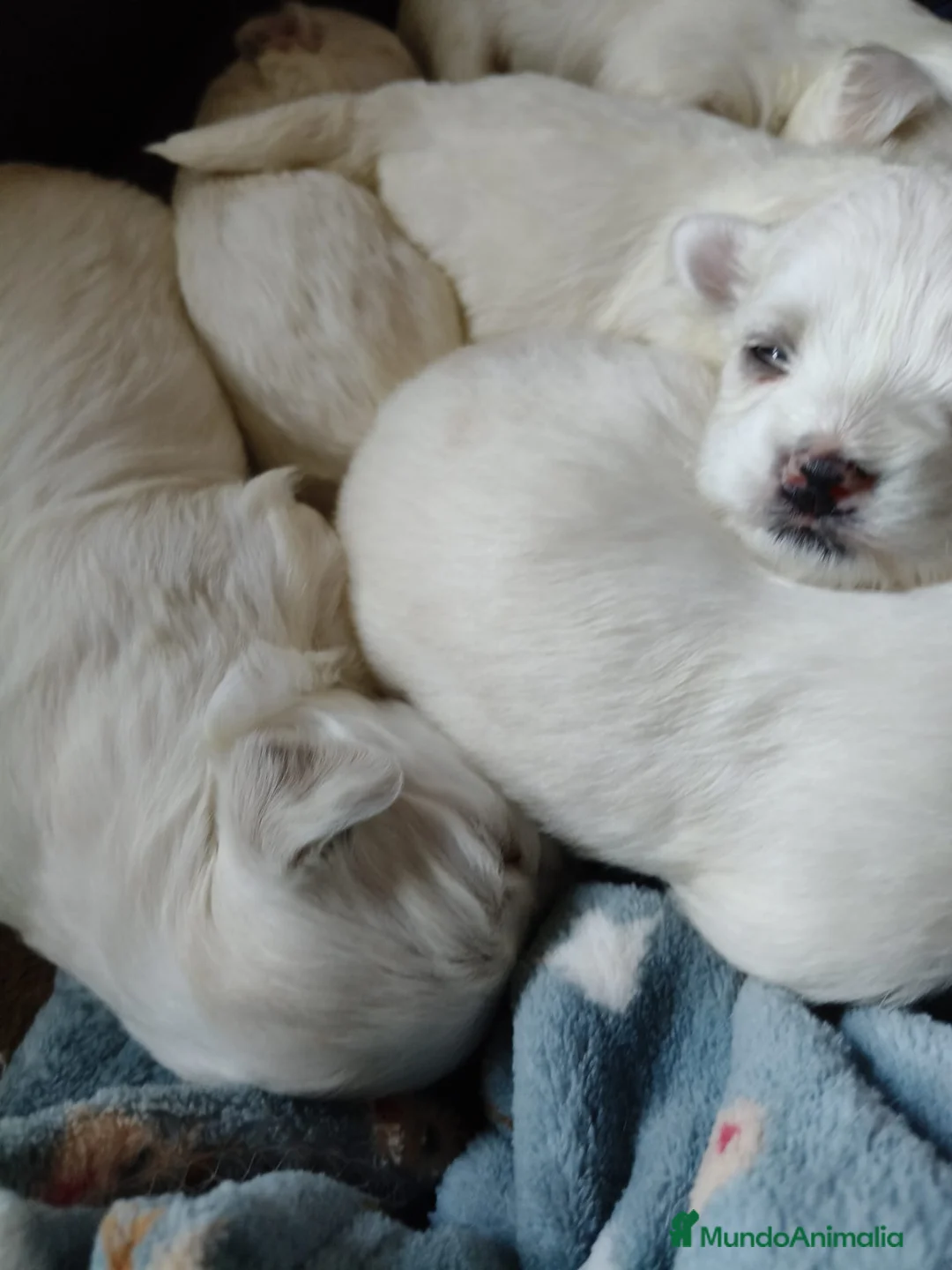 Bichón Maltés perros en venta: CAMADA DE PRECIOSOS BICHONES MALTES D en Toledo - Anuncio 2