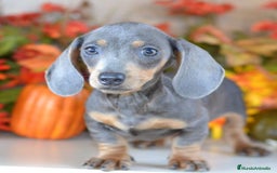 Teckel Miniatura perros en venta: Teckel kanichen y miniatura disponibles  - Imagen 4