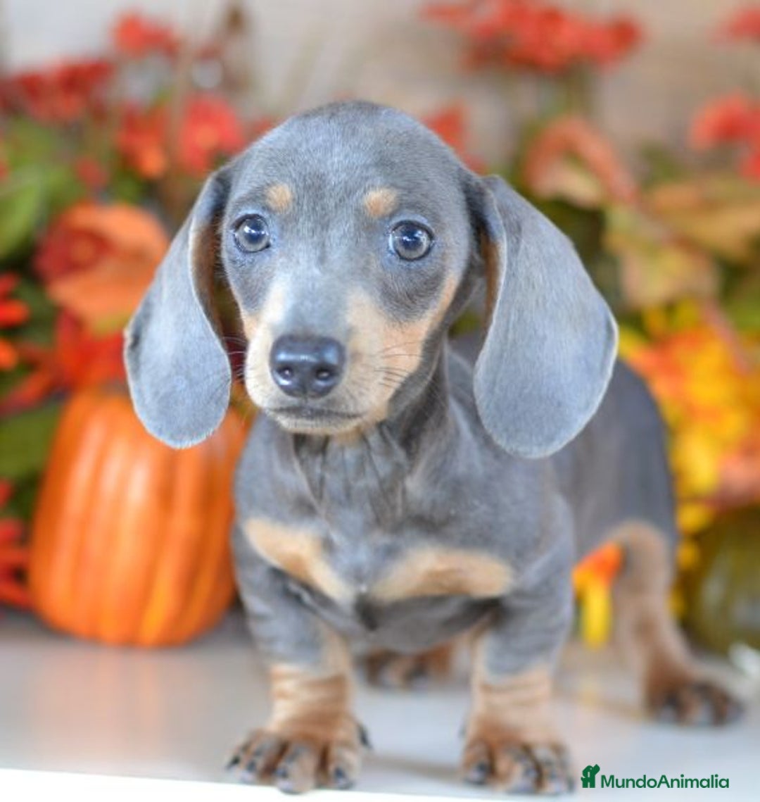 Teckel Miniatura perros en venta: Teckel kanichen y miniatura disponibles  - Imagen 4