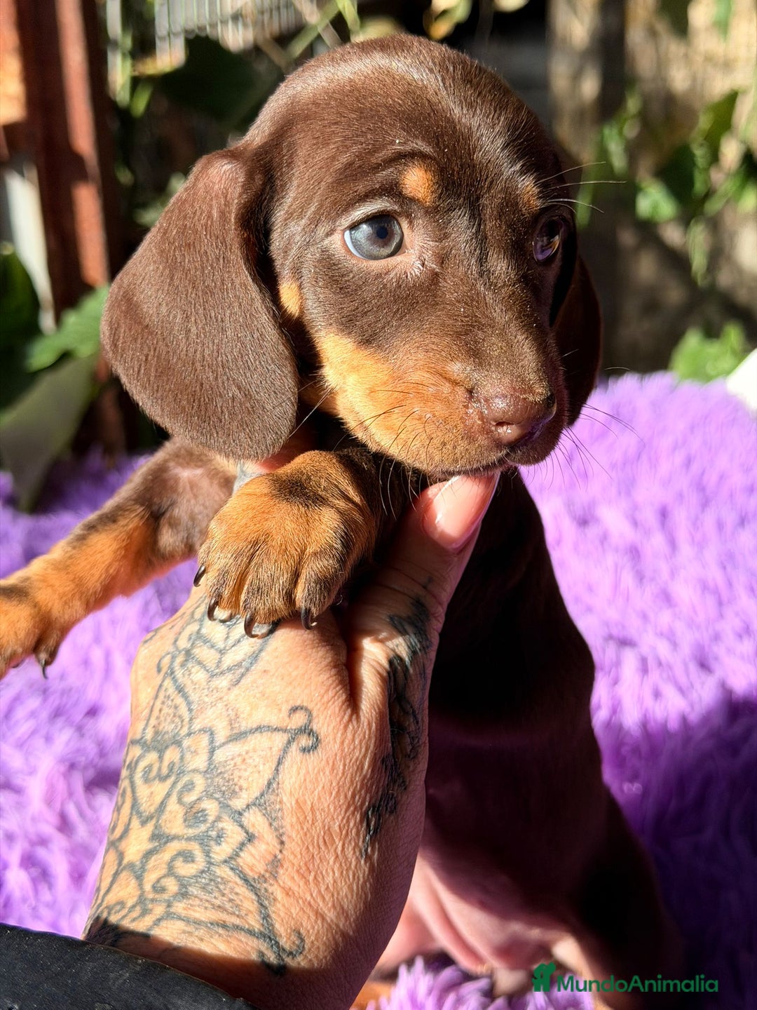 Teckel Miniatura perros en venta: TECKEL CHOCOLATE HEMBRA  - Anuncio 1