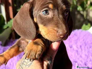 Teckel Miniatura perros TECKEL CHOCOLATE HEMBRA - Anuncio 2