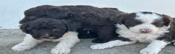 Perro de Agua Español perros en venta: Perros de agua Máxima calidad Espectaculares - Anuncio 24