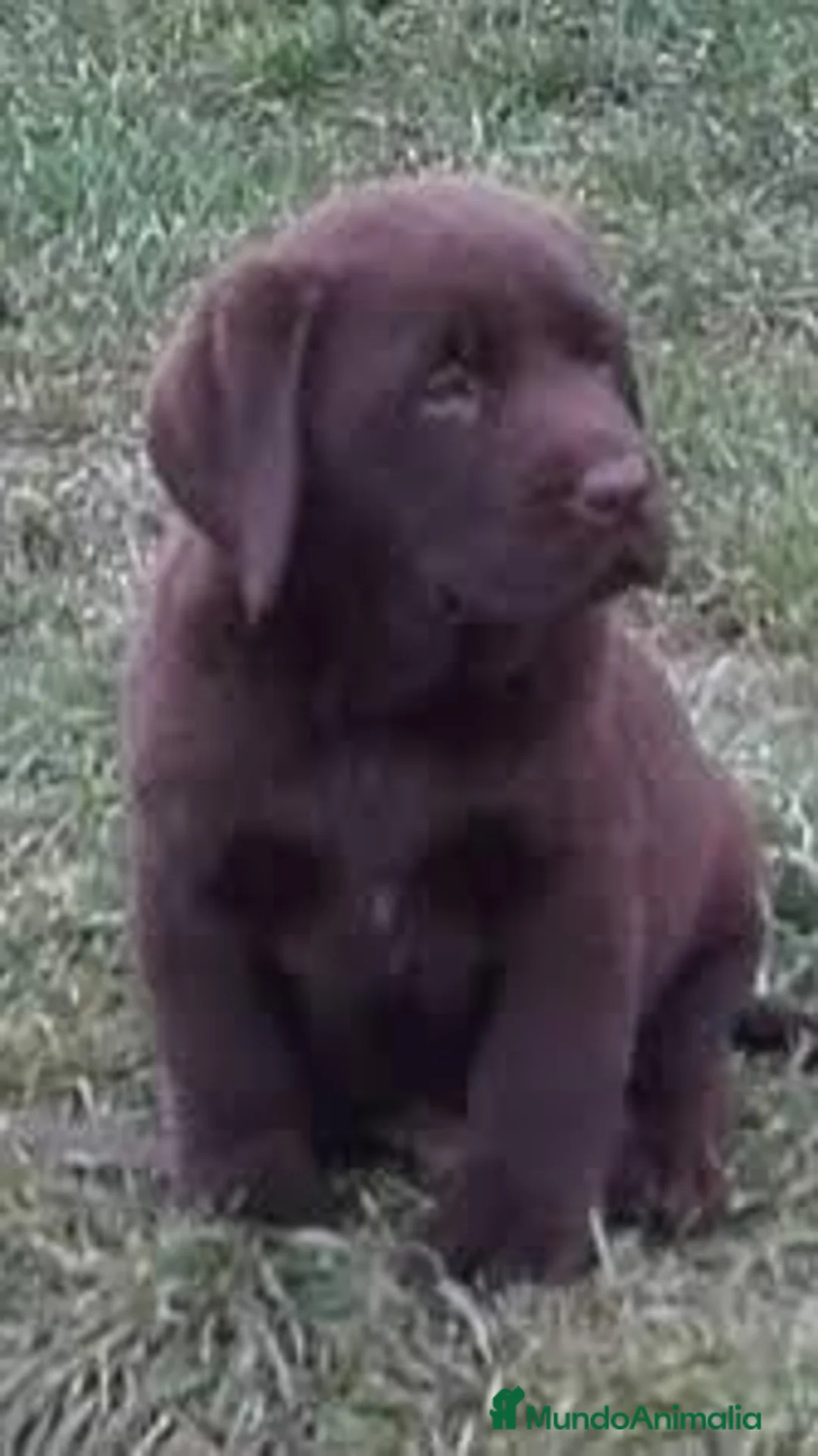 Labrador Retriever perros en venta: labrador chocolate  en Sevilla - Anuncio 1