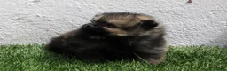 Pomerania perros en venta: Pomerania  - Anuncio 7
