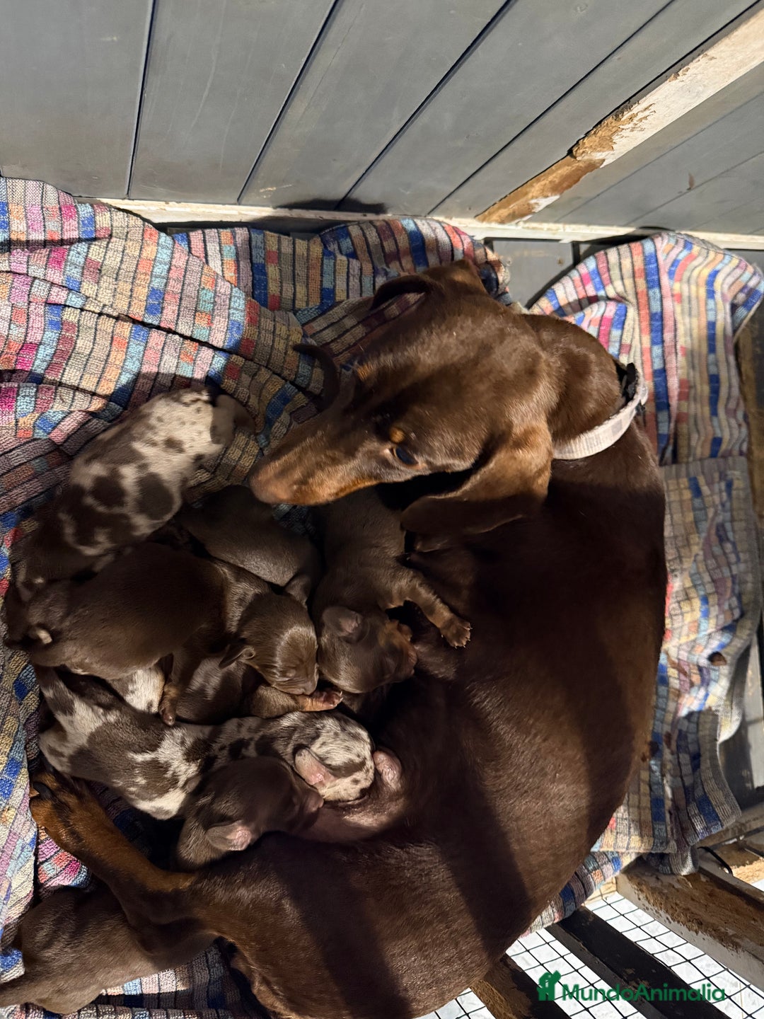 Teckel perros en venta: CAMADA DE TECKEL - Anuncio 1