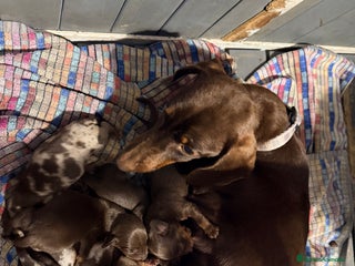 Teckel perros CAMADA DE TECKEL - Anuncio 1