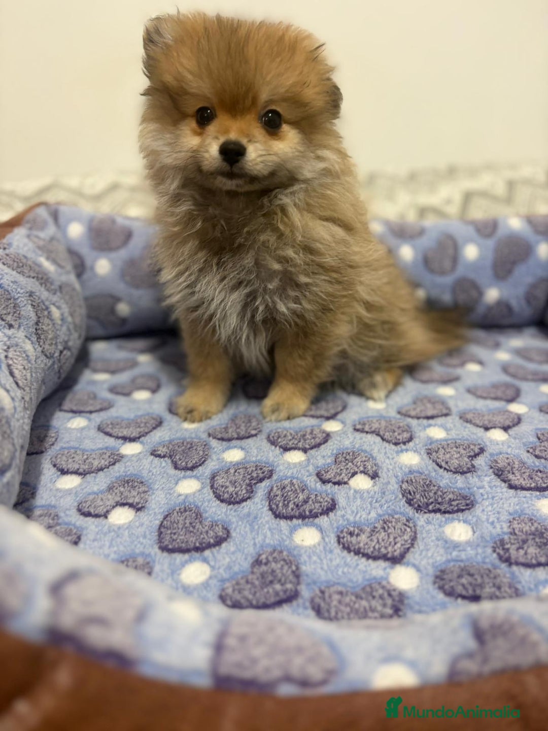Pomerania perros en venta: Poo pomerania osito - Imagen 8