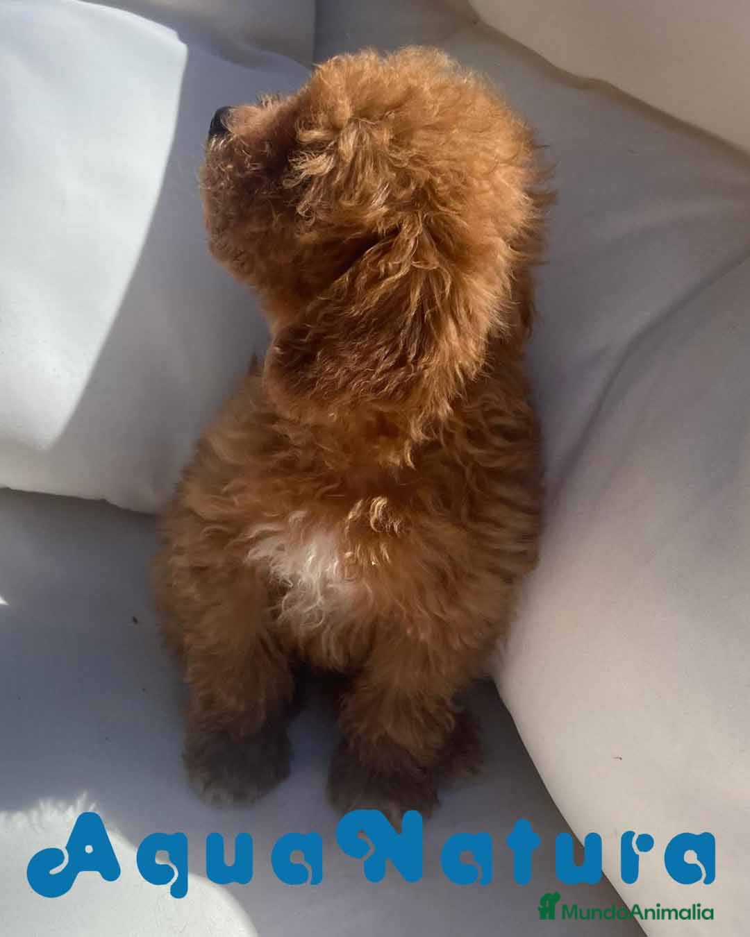 Caniche Enano perros Caniche Macho 6239 - AQUANATURA en Barcelona - Anuncio 2