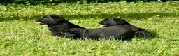 Labrador Retriever perros en venta: Cachorros de Labrador Retriever Negros - Anuncio 36