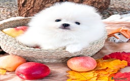 Pomerania perros en venta: Pomerania Blanco, cría familiar - Anuncio 1