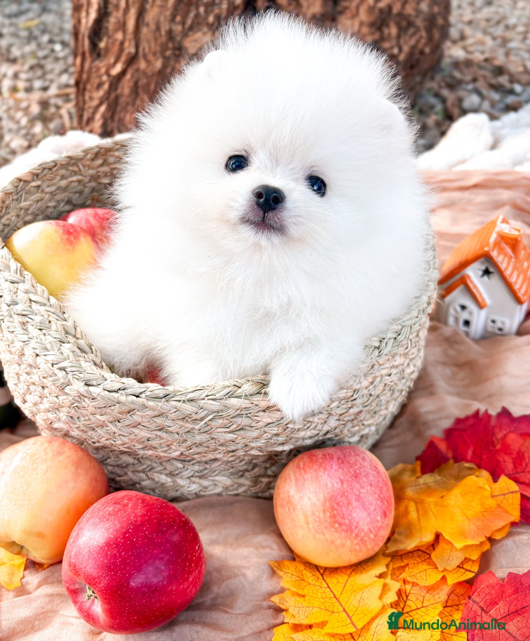 Pomerania perros en venta: Pomerania Blanco, cría familiar - Anuncio 1