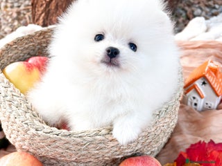 Pomerania perros - Anuncio 8