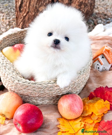 Pomerania perros - Anuncio 2