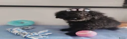 Perro de Agua Español perros en venta: Perro de agua  - Anuncio 9