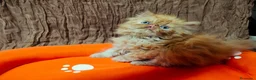 Persa gatos en venta: Gatos persas  - Anuncio 3