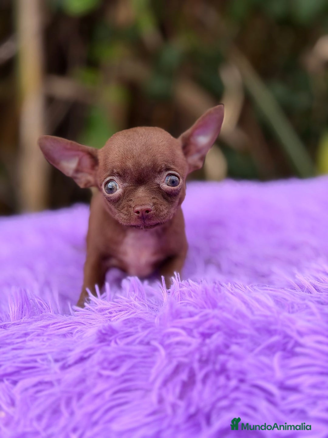 Chihuahua perros en venta: Chihuahua chocolate  - Anuncio 3