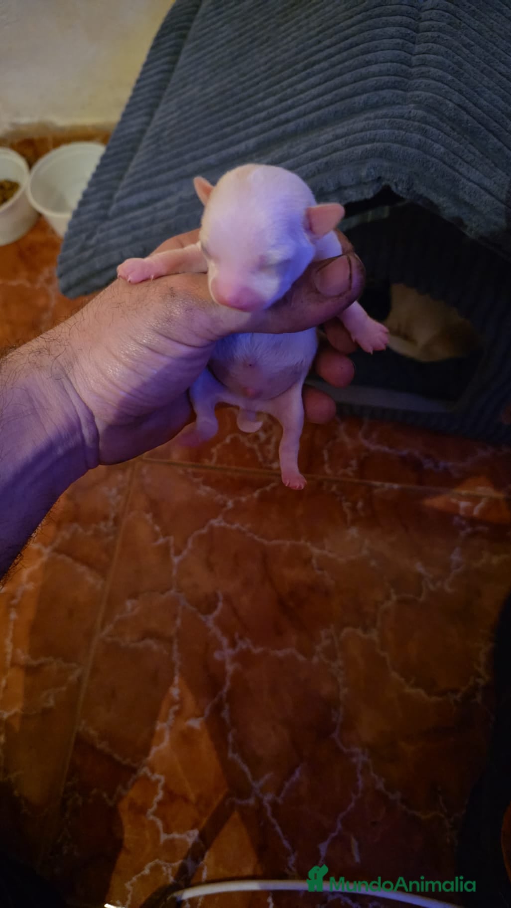 Chihuahua perros Chihuahuas ya puedes reservar el tuyo  - Anuncio 2