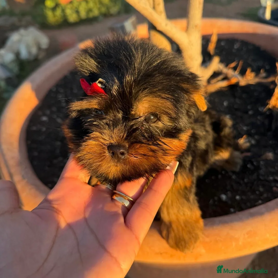 Yorkshire Terrier perros en venta: Yorkshire  - Anuncio 5