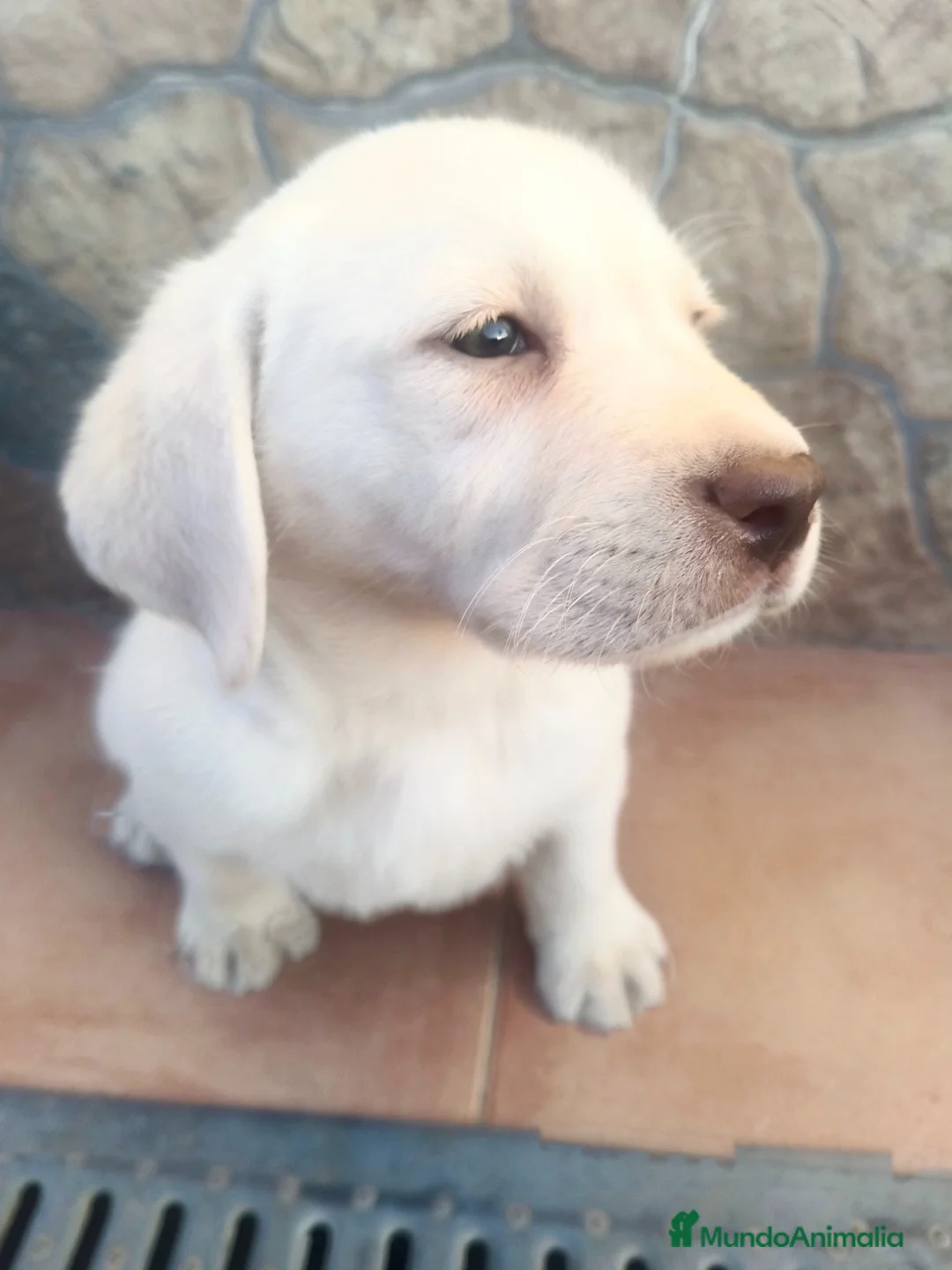 Labrador Retriever perros en venta: Macho labrador retriever dorado  en Málaga - Anuncio 4