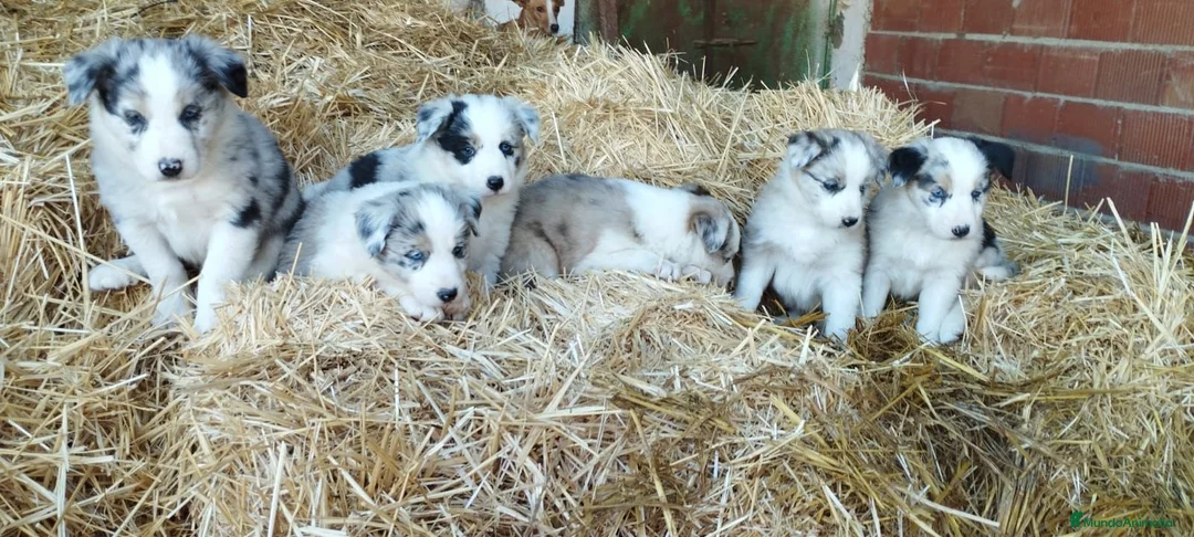 Border Collie perros en venta: Bordér collie  - Anuncio 3
