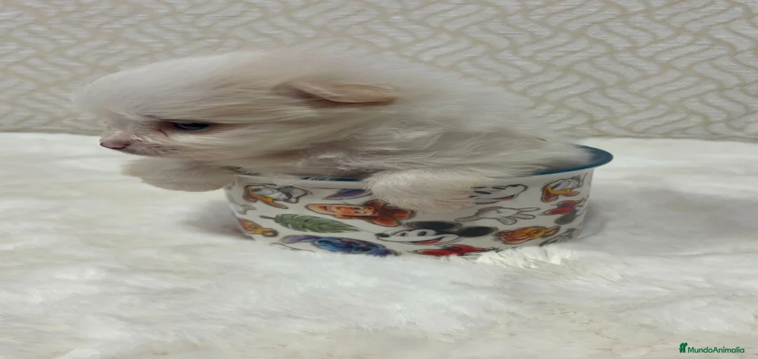 Imagen de galería {{count}}