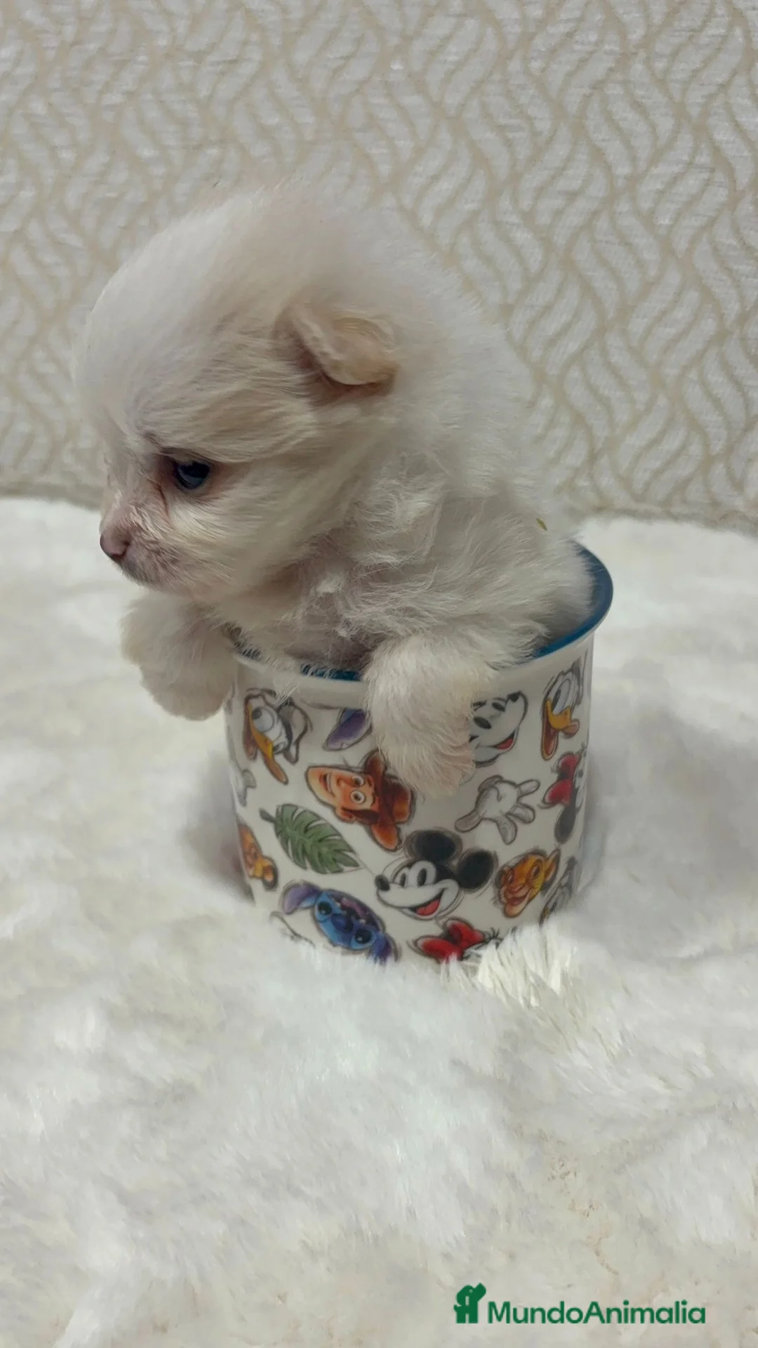 Imagen de galería {{count}}