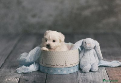 Bichón Maltés perros BICHÓN MALTÉS preciosa camada - Anuncio 1