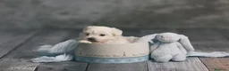 Bichón Maltés perros en venta: BICHÓN MALTÉS preciosa camada - Anuncio 1