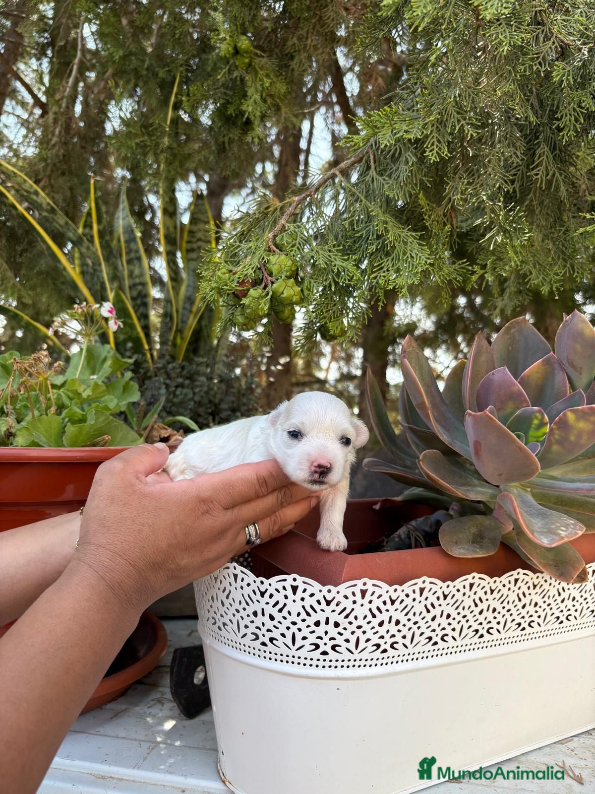 Bichón Maltés perros Bichón Maltés toy - Anuncio 2