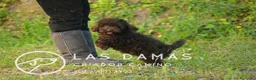Caniche Toy perros en venta: Caniches toy disponibles - Anuncio 6