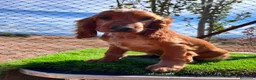 Cocker Spaniel Inglés perros en venta: Cocker inglés disponibles💙🐾 - Anuncio 7