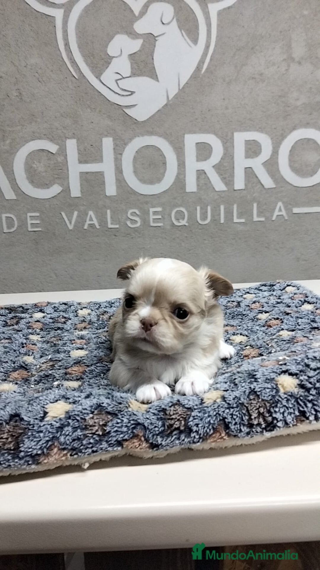 Chihuahua perros en venta: Chihuhua pelo largo  - Anuncio 4