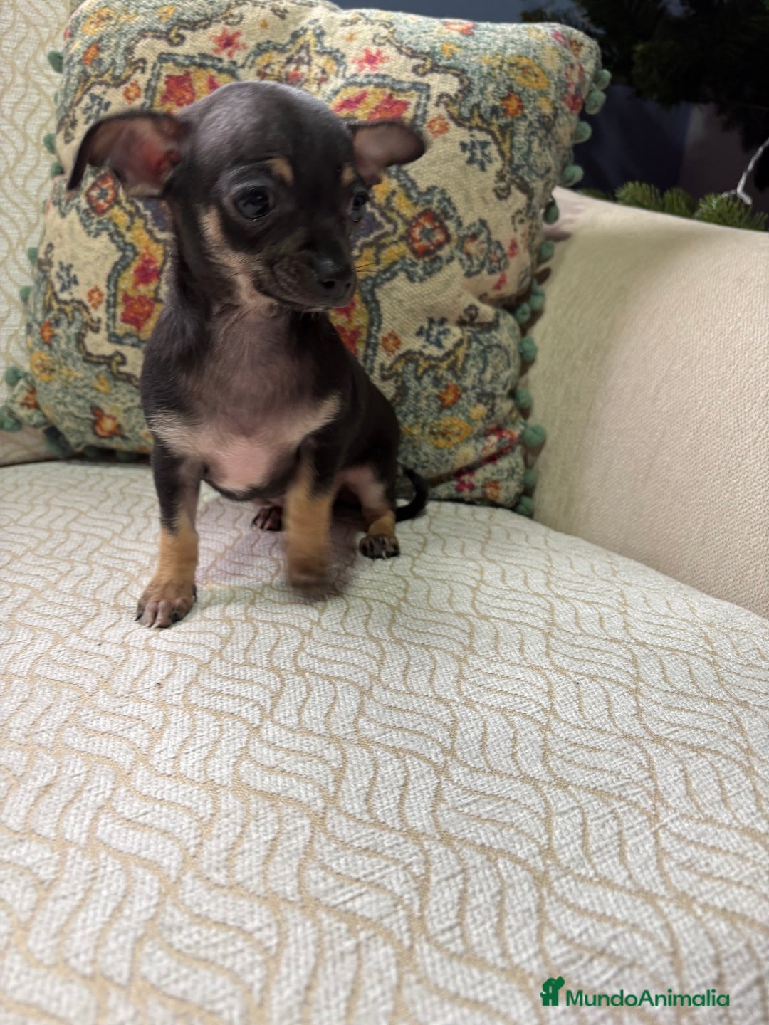 Chihuahua perros en venta: Chihuahua Toy hembra negro - Anuncio 2