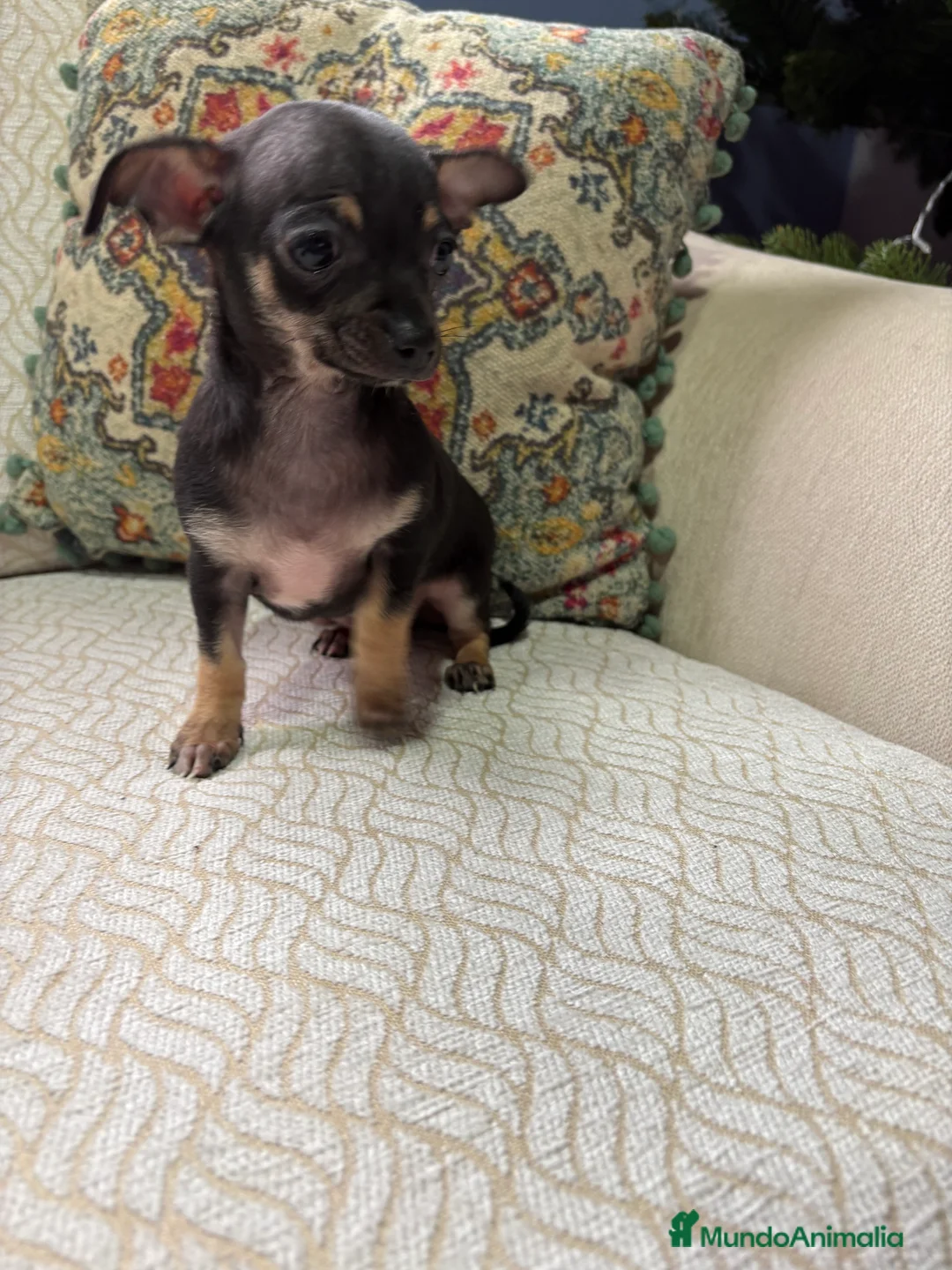 Chihuahua perros en venta: Chihuahua Toy hembra negro - Anuncio 2